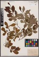 Salix aurita L. x Salix silesiaca Willd.